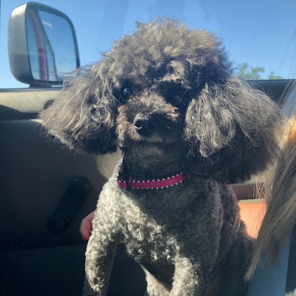 Meet your Posher, Cynthia - Picture 1 of 1